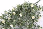 Planta artificiala curgatoare cu flori crem - 75 cm