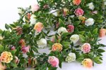 Planta artificiala curgatoare cu flori crem-roz - 75 cm