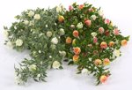 Planta artificiala curgatoare cu flori crem-roz - 75 cm