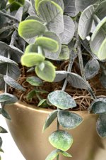 Planta artificiala curgatoare Eucalyptus in ghiveci - 75 cm