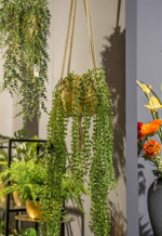 Planta artificiala curgatoare Ficus pumila in ghiveci - 100 cm