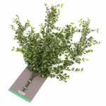 Planta artificiala curgatoare Ficus verde UV - 80 cm