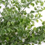 Planta artificiala curgatoare Ficus verde UV - 80 cm
