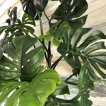 Planta artificiala curgatoare Monstera - 60 cm