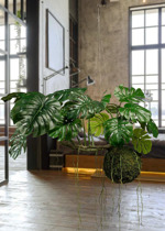 Planta artificiala curgatoare Monstera - 80 cm