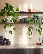 Planta artificiala curgatoare Monstera in ghiveci - 80 cm