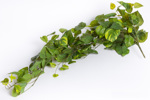 Planta artificiala curgatoare Pothos verde - 80 cm