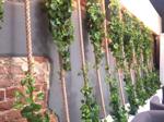 Planta artificiala curgatoare Pothos verde - 80 cm