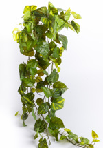 Planta artificiala curgatoare Pothos verde - 80 cm