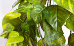 Planta artificiala curgatoare Pothos verde - 80 cm