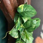 Planta artificiala curgatoare Pothos verde-crem - 135 cm