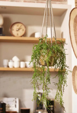 Planta artificiala curgatoare Rhipsalis in ghiveci - 90 cm