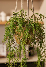 Planta artificiala curgatoare Rhipsalis in ghiveci - 90 cm