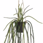 Planta artificiala curgatoare Rhypsalis in ghiveci - 85 cm