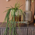 Planta artificiala curgatoare Rhypsalis in ghiveci - 85 cm