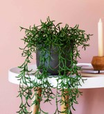 Planta artificiala curgatoare Senecio in ghiveci - 70 cm