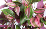 Planta artificiala curgatoare Tradescantia - 50 cm