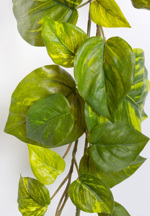 Planta artificiala curgatoare Pothos verde - 180 cm
