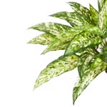 Planta artificiala decorativa Agaonema verde-crem - 48 cm