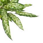 Planta artificiala decorativa Aglaonema verde-crem - 48 cm
