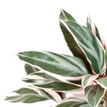 Planta artificiala decorativa Cordyline verde-crem - 48 cm