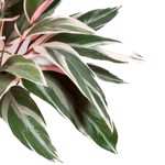 Planta artificiala decorativa Cordyline verde-crem - 48 cm