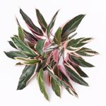 Planta artificiala decorativa Cordyline verde-crem - 48 cm
