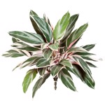 Planta artificiala decorativa Cordyline verde-crem - 48 cm