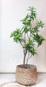 Planta artificiala Dracaena in ghiveci - 190 cm