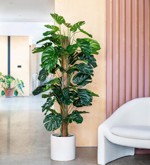 Planta artificiala Monstera in ghiveci - 150 cm