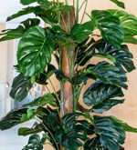 Planta artificiala Monstera in ghiveci - 150 cm