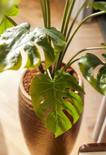 Planta artificiala Monstera in ghiveci - 95 cm