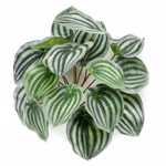 Planta artificiala Peperomia verde pudrat - 25 cm