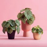 Planta artificiala Peperomia verde pudrat - 25 cm