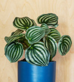 Planta artificiala Peperomia verde pudrat - 25 cm