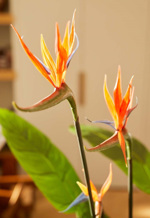 Planta artificiala Strelitzia cu flori in ghiveci - 150 cm