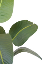 Planta artificiala Strelitzia in ghiveci - 120 cm