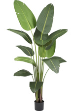 Planta artificiala Strelitzia in ghiveci - 230 cm