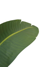 Planta artificiala Strelitzia in ghiveci - 120 cm