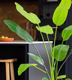 Planta artificiala Strelitzia Nicolai in ghiveci - 150 cm