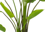 Planta artificiala Strelitzia Nicolai in ghiveci - 180 cm