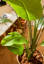 Planta artificiala Strelitzia Nicolai in ghiveci - 180 cm