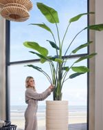 Planta artificiala Strelitzia Nicolai in ghiveci - 235 cm