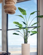 Planta artificiala Strelitzia Nicolai in ghiveci - 235 cm