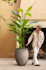 Planta artificiala Strelitzia Nicolai in ghiveci - 235 cm