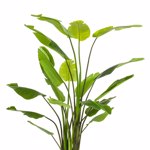 Planta artificiala Strelitzia Nicolai in ghiveci - 235 cm
