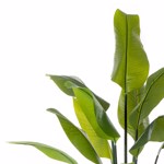Planta artificiala Strelitzia Palm in ghiveci - 150 cm
