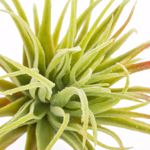 Planta artificiala Tillandsia verde pudrat - 12 cm