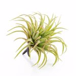 Planta artificiala Tillandsia verde pudrat - 12 cm