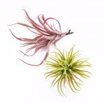 Planta artificiala Tillandsia verde pudrat - 12 cm